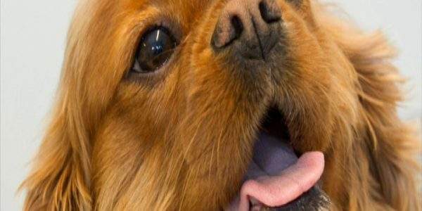 دانلود مستند حیوانات چاق - 3 از مجموعه حیوانات چاق