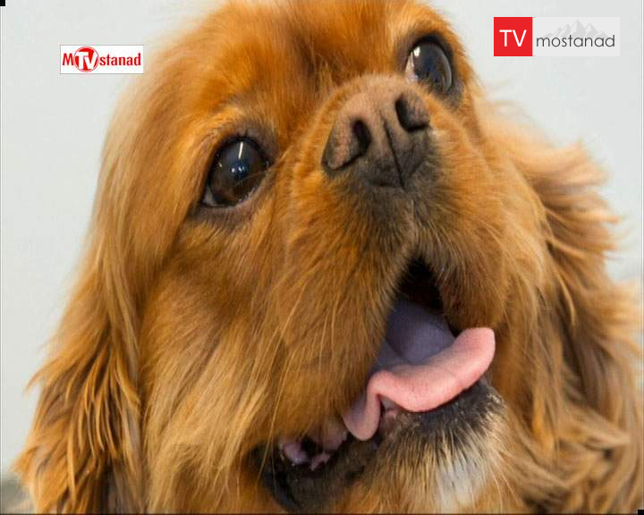 دانلود مستند حیوانات چاق – 3 از مجموعه حیوانات چاق دانلود مستند حیوانات چاق - 3 از مجموعه حیوانات چاق