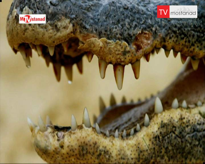 دانلود مستند تمساح بان – 15 از مجموعه تمساح بان دانلود مستند تمساح بان - 15 از مجموعه تمساح بان