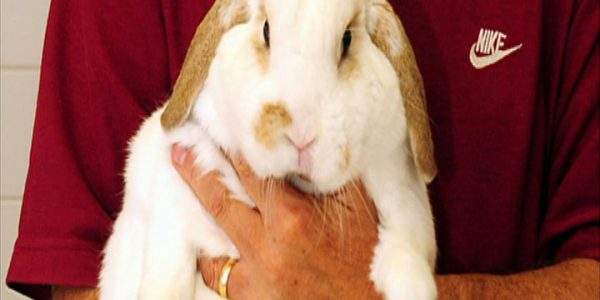 دانلود مستند حیوانات چاق - 5 از مجموعه حیوانات چاق