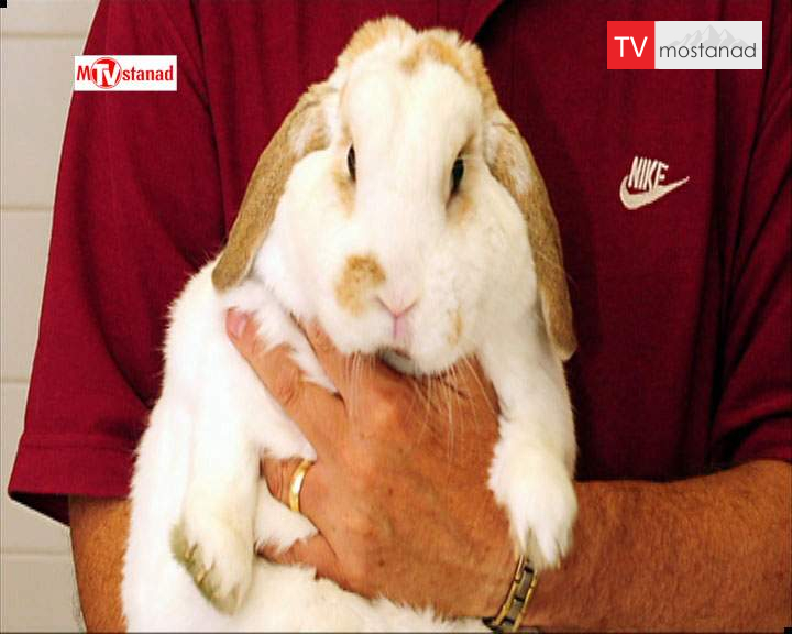 دانلود مستند حیوانات چاق – 5 از مجموعه حیوانات چاق دانلود مستند حیوانات چاق - 5 از مجموعه حیوانات چاق