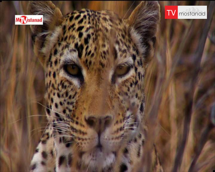 دانلود مستند شکار – 1 از مجموعه شکار دانلود مستند شکار - 1 از مجموعه شکار