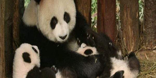 دانلود مستند پاندا و انسان - 3 از مجموعه پاندا و انسان