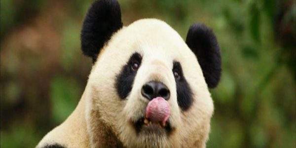 دانلود مستند پاندا و انسان - 4 از مجموعه پاندا و انسان