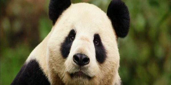 دانلود مستند پاندا و انسان - 5 از مجموعه پاندا و انسان