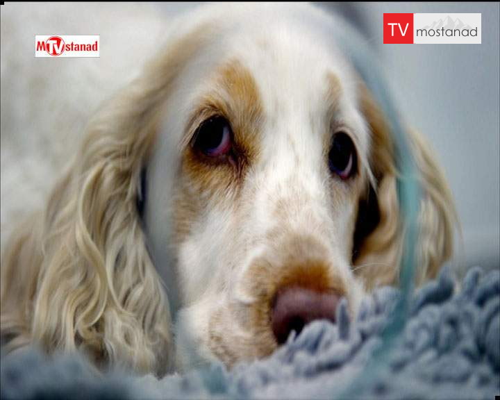 دانلود مستند سوپر کلینیک حیوانات – 1 از مجموعه سوپر کلینیک حیوانات دانلود مستند سوپر کلینیک حیوانات - 1 از مجموعه سوپر کلینیک حیوانات