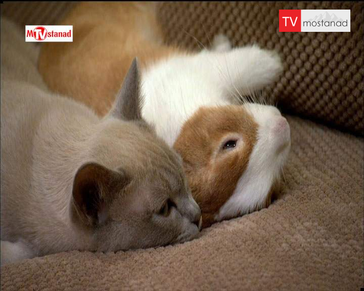 دانلود مستند سوپر کلینیک حیوانات – 2 از مجموعه سوپر کلینیک حیوانات دانلود مستند سوپر کلینیک حیوانات - 2 از مجموعه سوپر کلینیک حیوانات