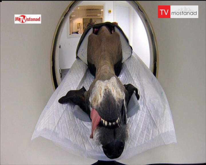 دانلود مستند سوپر کلینیک حیوانات – 4 از مجموعه سوپر کلینیک حیوانات دانلود مستند سوپر کلینیک حیوانات - 4 از مجموعه سوپر کلینیک حیوانات