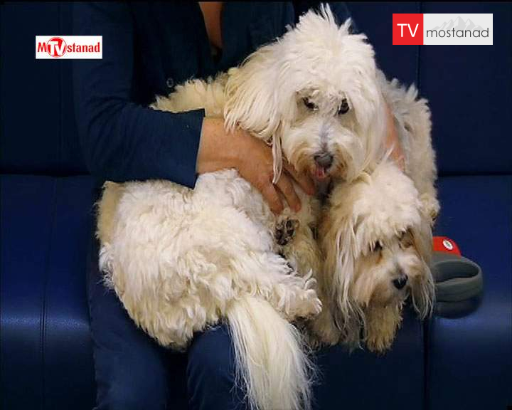 دانلود مستند سوپر کلینیک حیوانات – 5 از مجموعه سوپر کلینیک حیوانات دانلود مستند سوپر کلینیک حیوانات - 5 از مجموعه سوپر کلینیک حیوانات