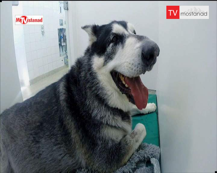 دانلود مستند سوپر کلینیک حیوانات – 7 از مجموعه سوپر کلینیک حیوانات دانلود مستند سوپر کلینیک حیوانات - 7 از مجموعه سوپر کلینیک حیوانات