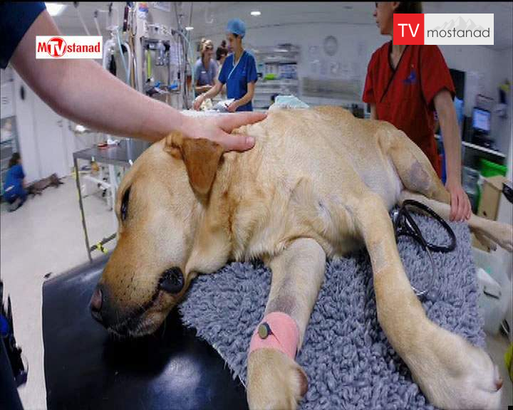 دانلود مستند سوپر کلینیک حیوانات – 8 از مجموعه سوپر کلینیک حیوانات دانلود مستند سوپر کلینیک حیوانات - 8 از مجموعه سوپر کلینیک حیوانات