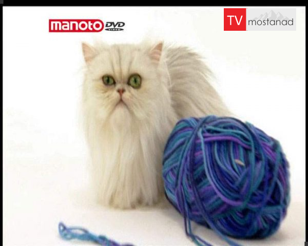 دانلود مستند دنیای گربه ها – 1 از مجموعه دنیای گربه ها دانلود مستند دنیای گربه ها - 1 از مجموعه دنیای گربه ها