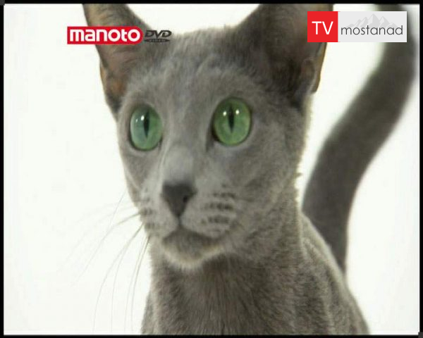 دانلود مستند دنیای گربه ها – 3 از مجموعه دنیای گربه ها دانلود مستند دنیای گربه ها - 3 از مجموعه دنیای گربه ها