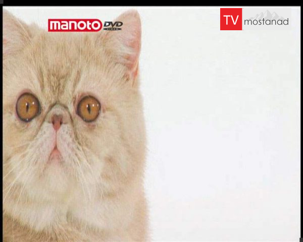 دانلود مستند دنیای گربه ها – 4 از مجموعه دنیای گربه ها دانلود مستند دنیای گربه ها - 4 از مجموعه دنیای گربه ها