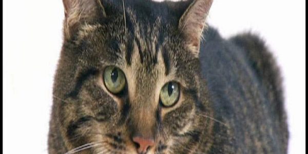 دانلود مستند دنیای گربه‌ ها - 5 از مجموعه دنیای گربه ها