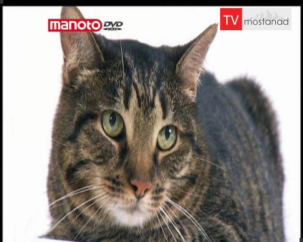 دانلود مستند دنیای گربه ها – 5 از مجموعه دنیای گربه ها دانلود مستند دنیای گربه ها - 5 از مجموعه دنیای گربه ها