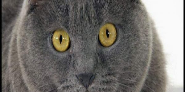 دانلود مستند دنیای گربه ها - 7 از مجموعه دنیای گربه ها