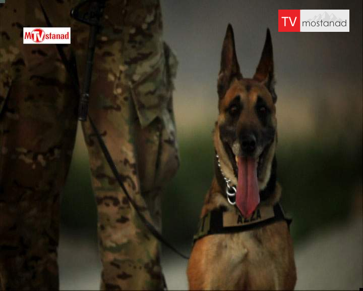 دانلود مستند سگهای جنگ از مجموعه ویژه برنامه دانلود مستند سگهای جنگ از مجموعه ویژه برنامه