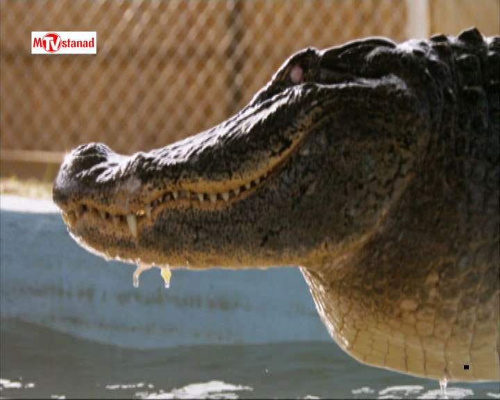 دانلود مستند تمساح بان - 17 از مجموعه تمساح بان