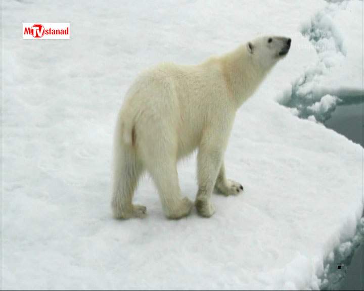 دانلود مستند خرس های قطبی از مجموعه اسرار سیاره خشمگین