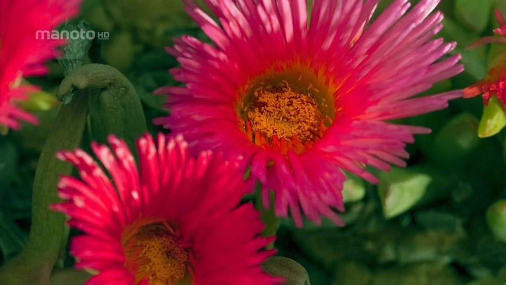 دانلود مستند زیبایی فصل ها با دوبله فارسی شبکه منوتو