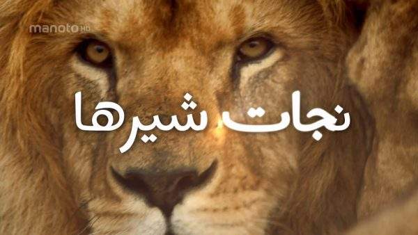 دانلود مستند نجات شیرها با دوبله فارسی شبکه منوتو