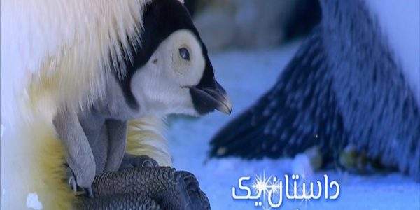 دانلود مستند داستان یک پنگوئن با دوبله فارسی شبکه منوتو