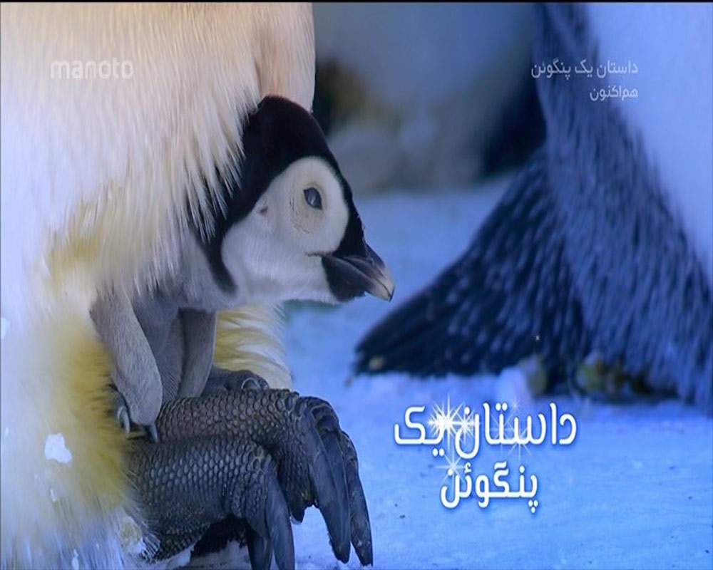 دانلود مستند داستان یک پنگوئن با دوبله فارسی شبکه منوتو