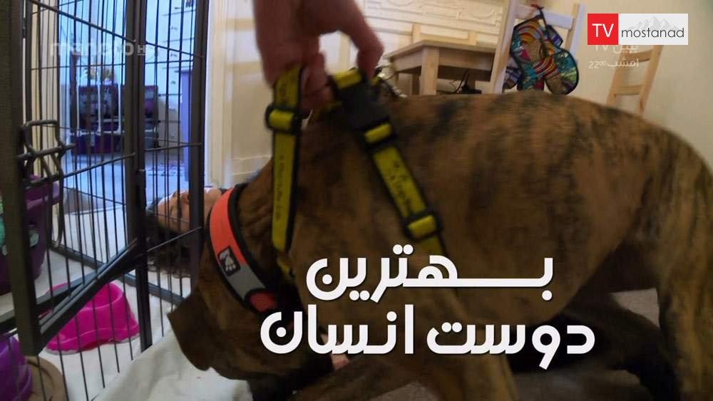 دانلود مستند بهترین دوست انسان با دوبله فارسی شبکه منوتو دانلود مستند بهترین دوست انسان با دوبله فارسی شبکه منوتو