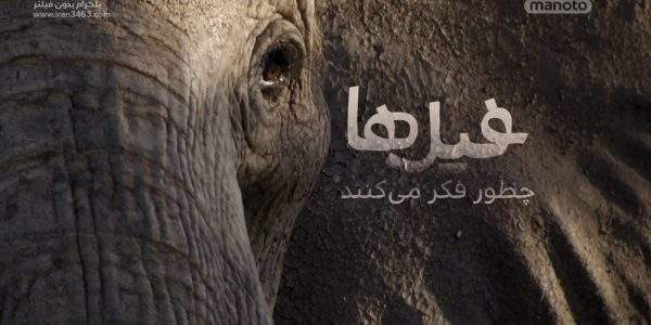 دانلود مستند فیل‌ها چطور فکر می‌کنند با دوبله فارسی شبکه منوتو