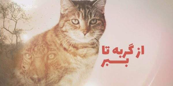 دانلود مستند از گربه تا ببر - 1 و 2 با دوبله فارسی شبکه منوتو