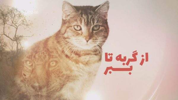 دانلود مستند از گربه تا ببر - 1 و 2 با دوبله فارسی شبکه منوتو