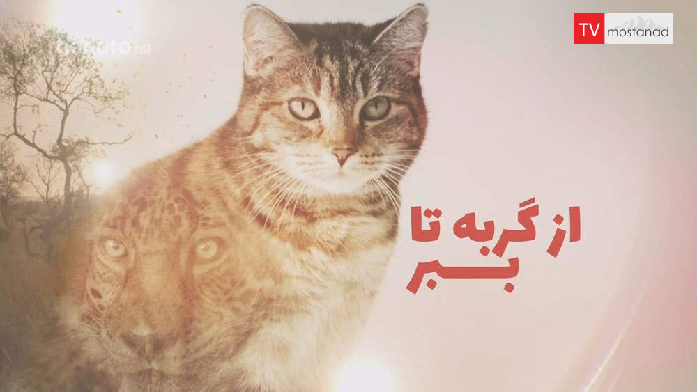 دانلود مستند از گربه تا ببر – ۱ و ۲ با دوبله فارسی شبکه منوتو دانلود مستند از گربه تا ببر - 1 و 2 با دوبله فارسی شبکه منوتو