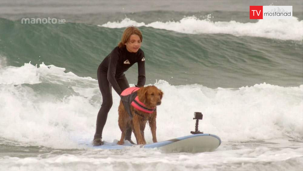 دانلود مستند اسرار سگ ها با دوبله فارسی شبکه منوتو دانلود مستند اسرار سگ ها با دوبله فارسی شبکه منوتو