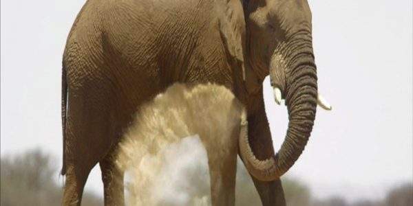 دانلود مستند حیات؛ مبارزه با ناممکن با دوبله فارسی شبکه منوتو