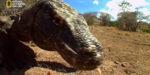 دانلود مستند مرگ با اژدها با دوبله شبکه نشنال جئوگرافی فارسی از مجموعه شکارگران برتر