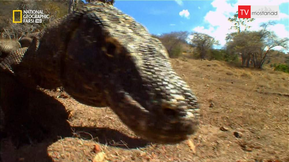 دانلود مستند مرگ با اژدها با دوبله شبکه نشنال جئوگرافی فارسی از مجموعه شکارگران برتر دانلود مستند مرگ با اژدها با دوبله شبکه نشنال جئوگرافی فارسی از مجموعه شکارگران برتر