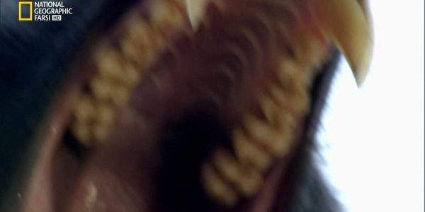 دانلود مستند آرواره های مرگ با دوبله شبکه نشنال جئوگرافی فارسی از مجموعه شکارگران برتر