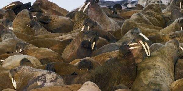 دانلود مستند سیاره آبی II - قسمت 1 با دوبله شبکه منوتو از مجموعه سیاره آبی II