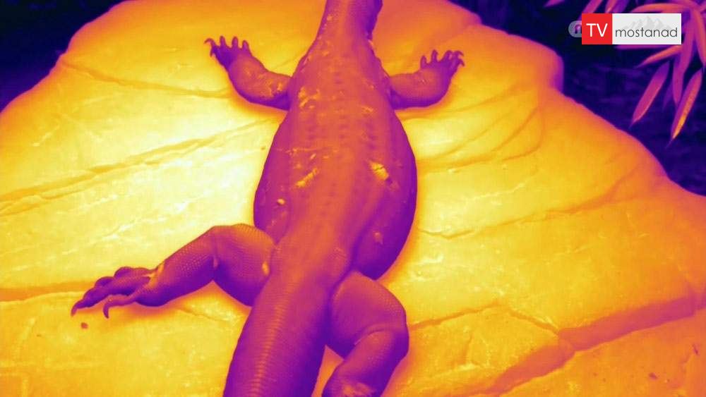 دانلود مستند دمای حیات با دوبله شبکه منوتو از مجموعه علم دما؛ از یخ تا آتش دانلود مستند دمای حیات با دوبله شبکه منوتو از مجموعه علم دما؛ از یخ تا آتش