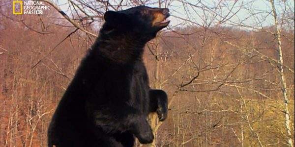 دانلود مستند غریزه کشتار با دوبله شبکه نشنال جئوگرافی فارسی از مجموعه شکارگران برتر
