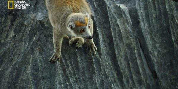دانلود مستند موجودات خارق العاده ی ماداگاسکار با دوبله شبکه نشنال جئوگرافی فارسی از مجموعه به سوی حیات وحش