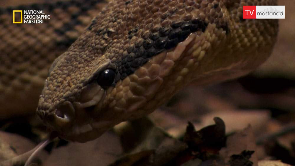 دانلود مستند نهان با دوبله شبکه نشنال جئوگرافی فارسی از مجموعه حیات اسرارآمیز شکارگران دانلود مستند نهان با دوبله شبکه نشنال جئوگرافی فارسی از مجموعه حیات اسرارآمیز شکارگران