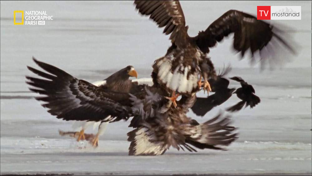 دانلود مستند قطب شمال با دوبله شبکه نشنال جئوگرافی فارسی از مجموعه حیات وحش روسیه دانلود مستند قطب شمال با دوبله شبکه نشنال جئوگرافی فارسی از مجموعه حیات وحش روسیه