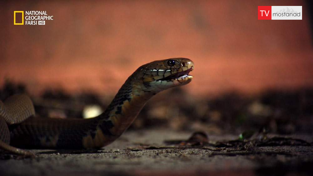 دانلود مستند صدای مرگ با دوبله شبکه نشنال جئوگرافی فارسی از مجموعه شهر مارها دانلود مستند صدای مرگ با دوبله شبکه نشنال جئوگرافی فارسی از مجموعه شهر مارها