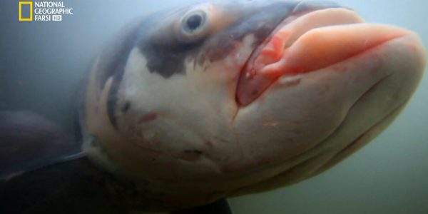 دانلود مستند ماهی قرمز عظیم الجثه با دوبله شبکه نشنال جئوگرافی فارسی از مجموعه ماهی غول پیکر