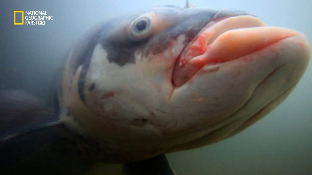 دانلود مستند ماهی قرمز عظیم الجثه با دوبله شبکه نشنال جئوگرافی فارسی از مجموعه ماهی غول پیکر