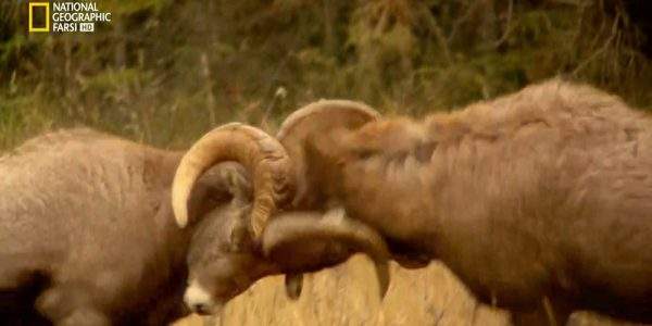 دانلود مستند شب نبرد حیوانات - 1 با دوبله شبکه نشنال جئوگرافی فارسی از مجموعه شب نبرد حیوانات
