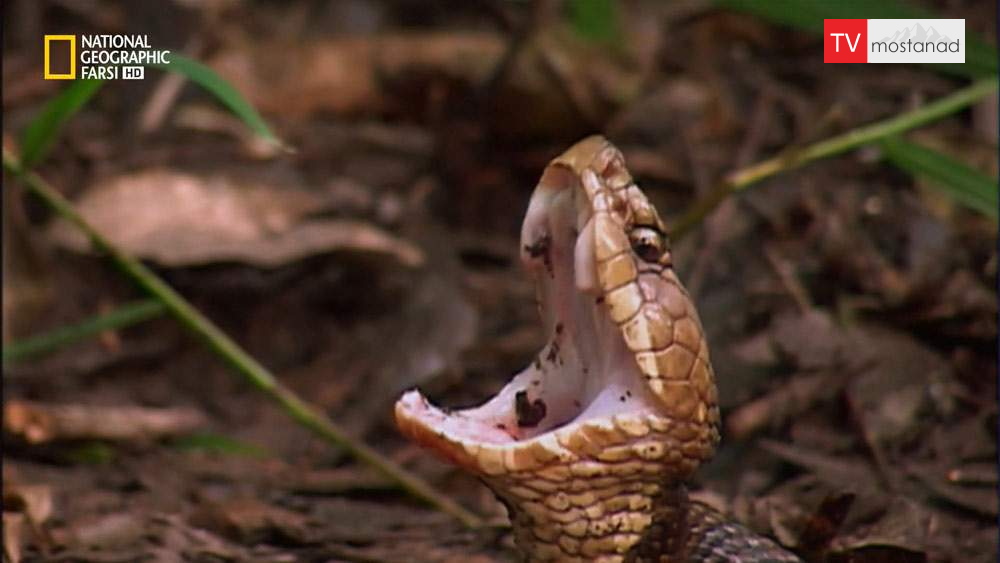 دانلود مستند نیش های کشنده با دوبله شبکه نشنال جئوگرافی فارسی از مجموعه مرگبارترین های دنیا دانلود مستند نیش های کشنده با دوبله شبکه نشنال جئوگرافی فارسی از مجموعه مرگبارترین های دنیا