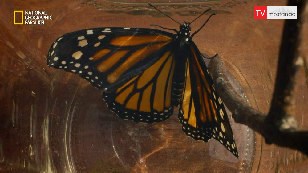 دانلود مستند خانه با دوبله شبکه نشنال جئوگرافی فارسی از مجموعه یک سنگ شگفت انگیز دانلود مستند خانه با دوبله شبکه نشنال جئوگرافی فارسی از مجموعه یک سنگ شگفت انگیز